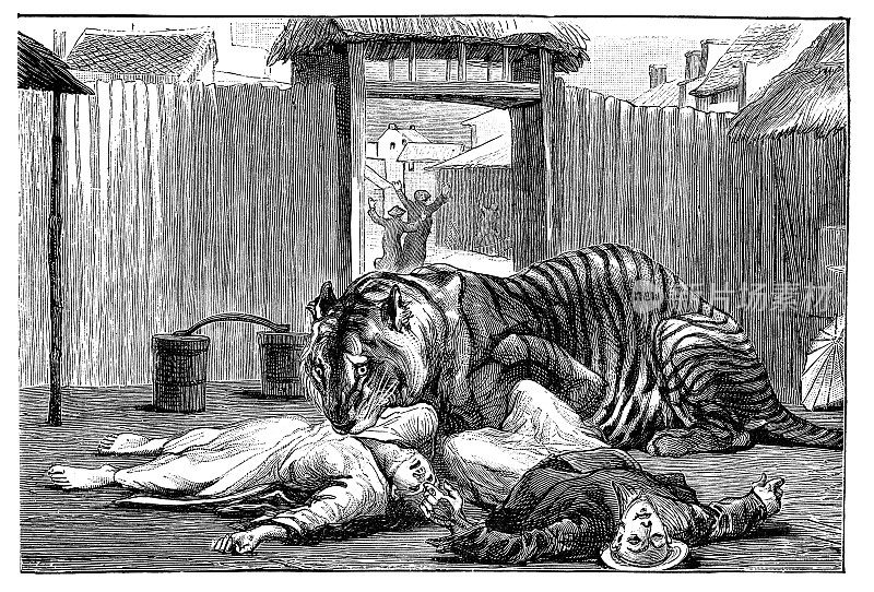 华南虎(Panthera Tigris Amoyensis)在中国村庄攻击人- 19世纪